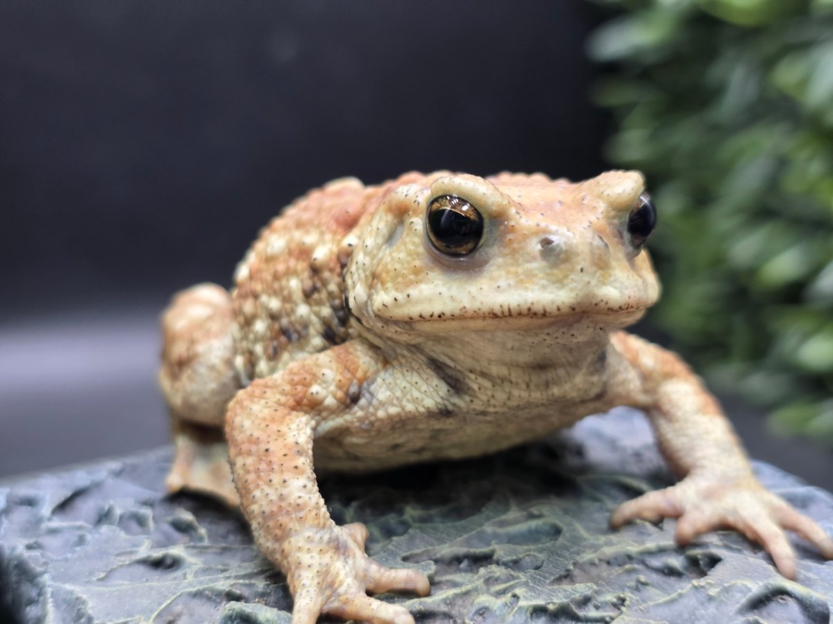 17 ミヤコヒキガエル 7cm メス 大東島産 | ワガママなガマママ