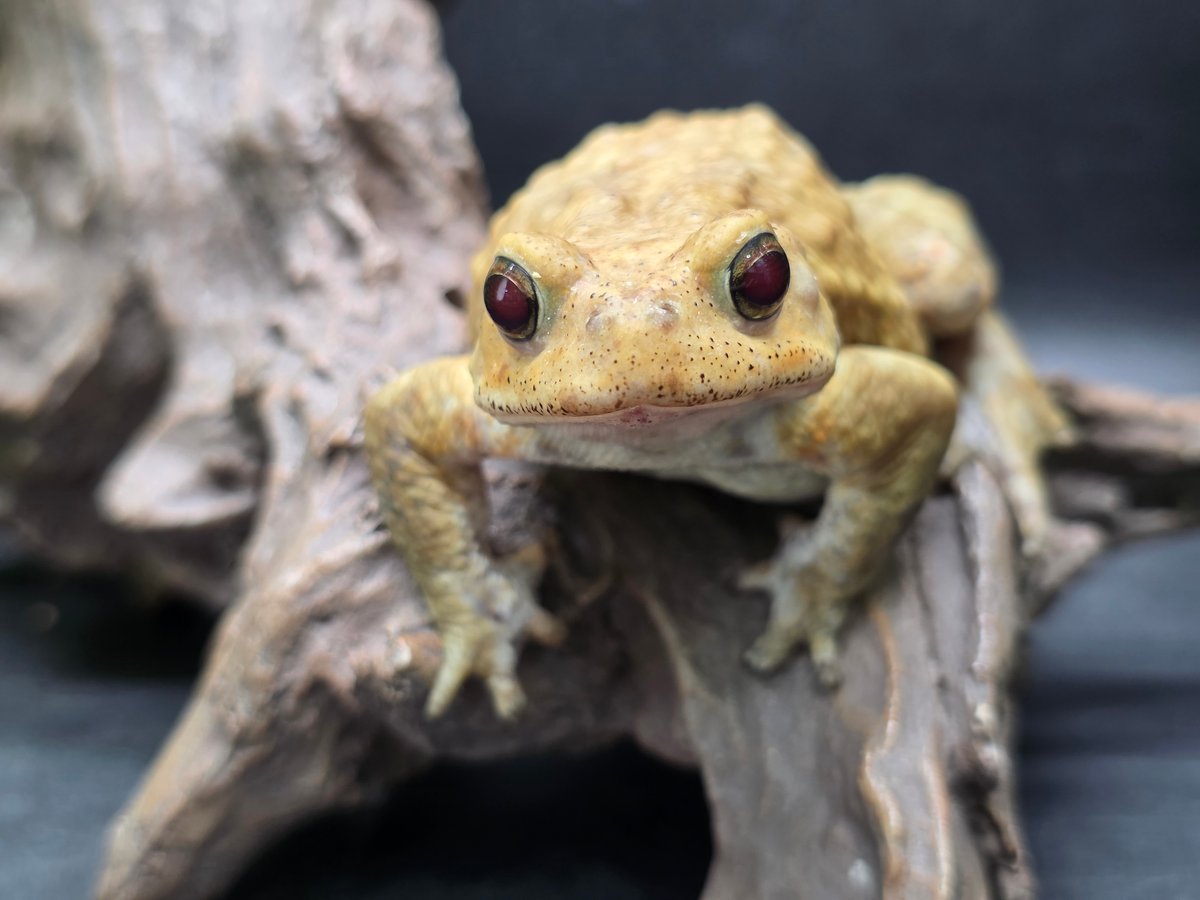 11 ミヤコヒキガエル 7.5cm 赤目に見えるオス 大東島産