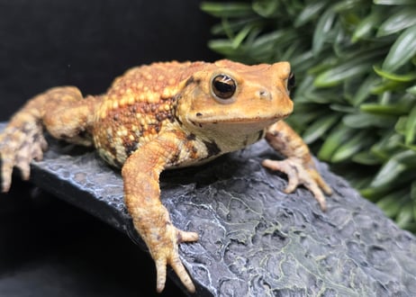 ガマガエルページ ワガママなガマママ