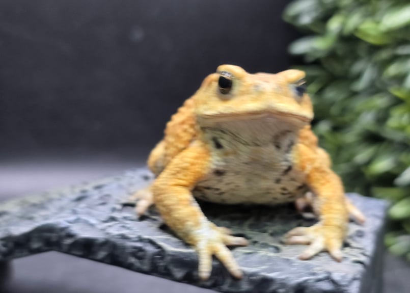 12 ミヤコヒキガエル 7cm オス 大東島産 | ワガママなガマママ