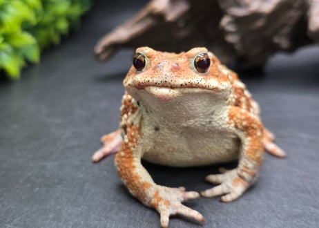 1 ミヤコヒキガエル 7cm メス 大東島産 | ワガママなガマママ