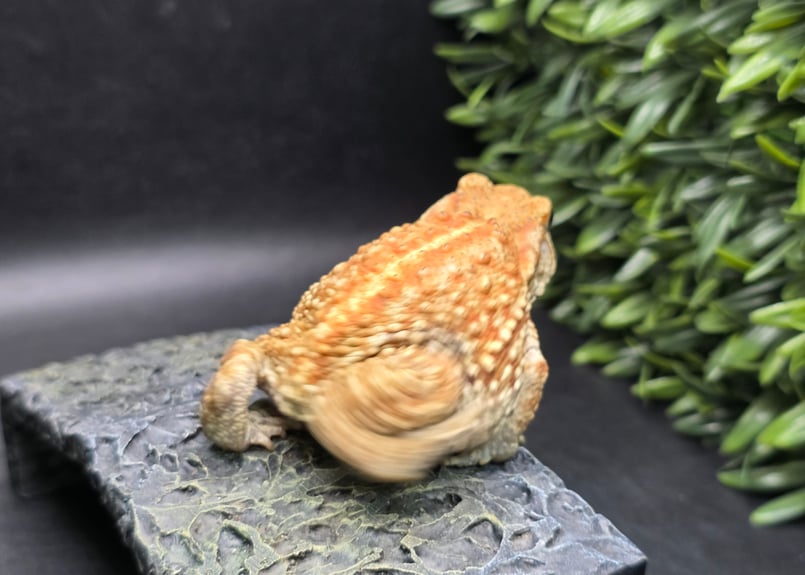 9 ミヤコヒキガエル 8cm 細かい模様と体のふっくら具合が可愛すぎる
