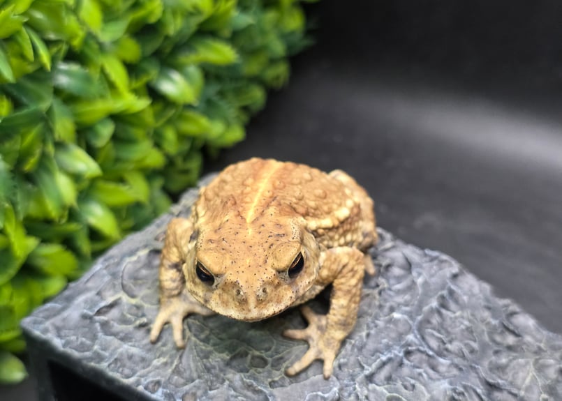 9 ミヤコヒキガエル 7cm メス 大東島産 | ワガママなガマママ