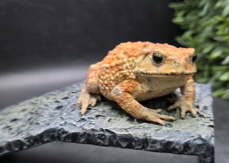 ミヤコヒキガエル　１０匹 10 ミヤコヒキガエル 8cm メス 大東島産 | ワガママなガマママ