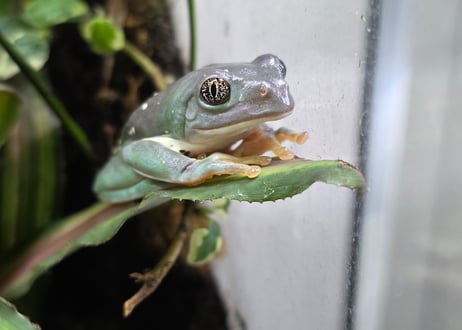 ガマガエルページ 楽天市場】レプタイルズマグ ヤドクガエル・アマガエル REPTILES MAG