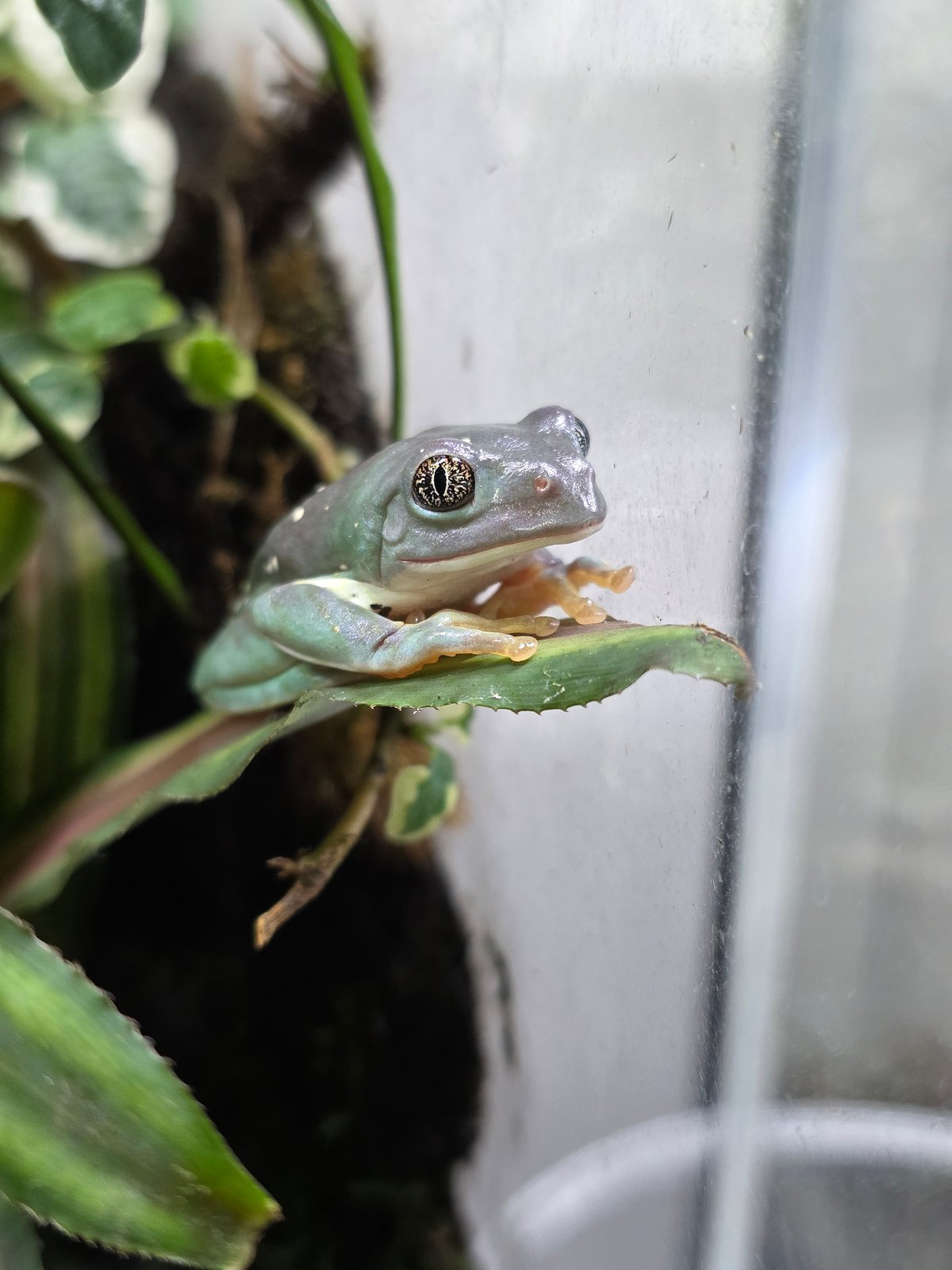 ガマガエルページ ☆メキシコフトアマガエル CB 約4cm 1匹 | ワガママなガマママ