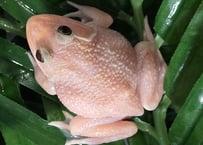 ★ババトラフガエル　リューシ　約6cm   1匹