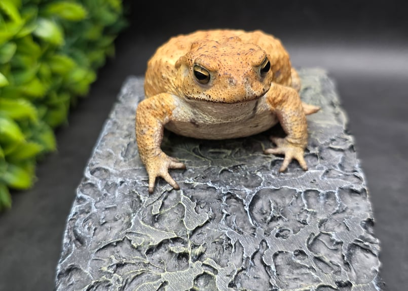 更新しました！！【レア】送料込☆えいちのみず・ワカガエル 12 ミヤコヒキガエル 6.5cm オス 大東島産 | ワガママなガマママ