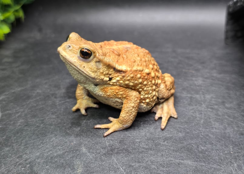 9 ミヤコヒキガエル 8cm メス 大東島産 | ワガママなガマママ