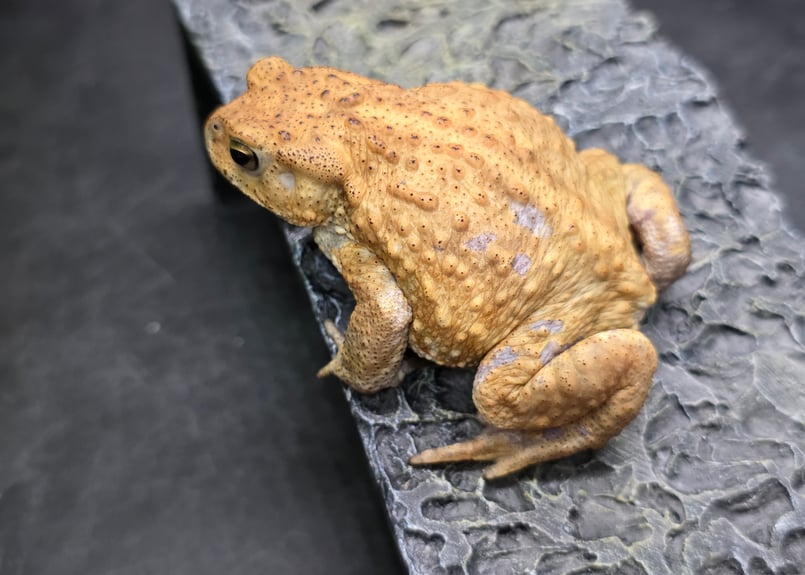 12 ミヤコヒキガエル 6.5cm オス 大東島産 | ワガママなガマママ