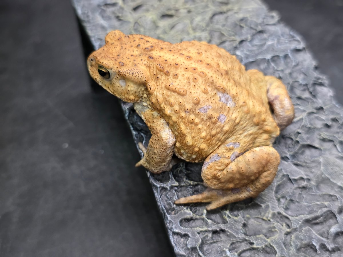 12 ミヤコヒキガエル 6.5cm オス 大東島産 | ワガママなガマママ