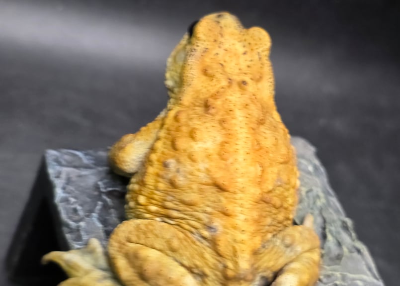 8 ミヤコヒキガエル 7cm オス 大東島産 | ワガママなガマママ