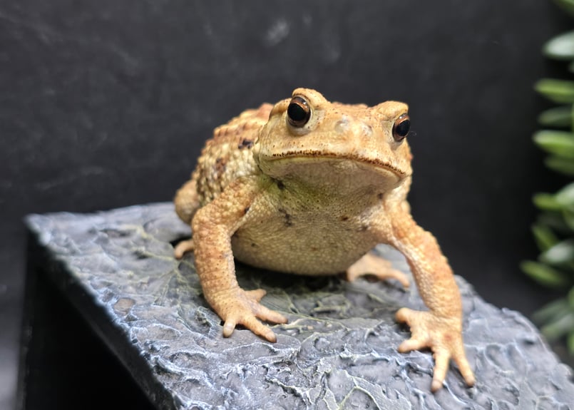 ガマガエルページ 8 ミヤコヒキガエル 7cm 撮影に協力的なカメラ大好きなメス 大東島産