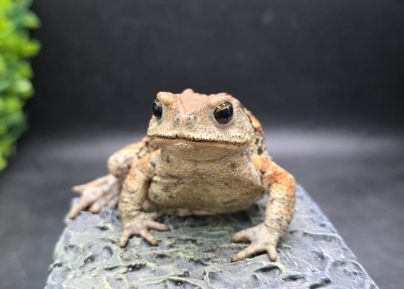 8 ミヤコヒキガエル 7cm メス 大東島産 | ワガママなガマママ