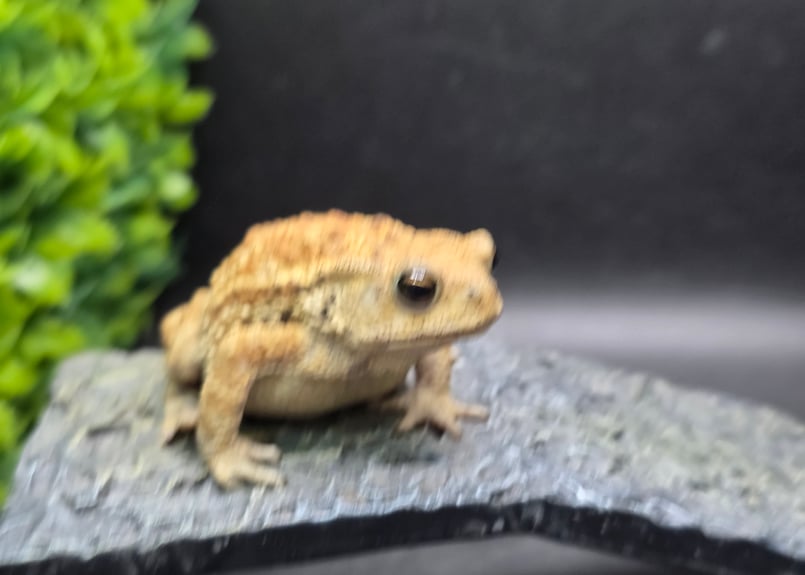 17 ミヤコヒキガエル 7cm メス 大東島産 | ワガママなガマママ