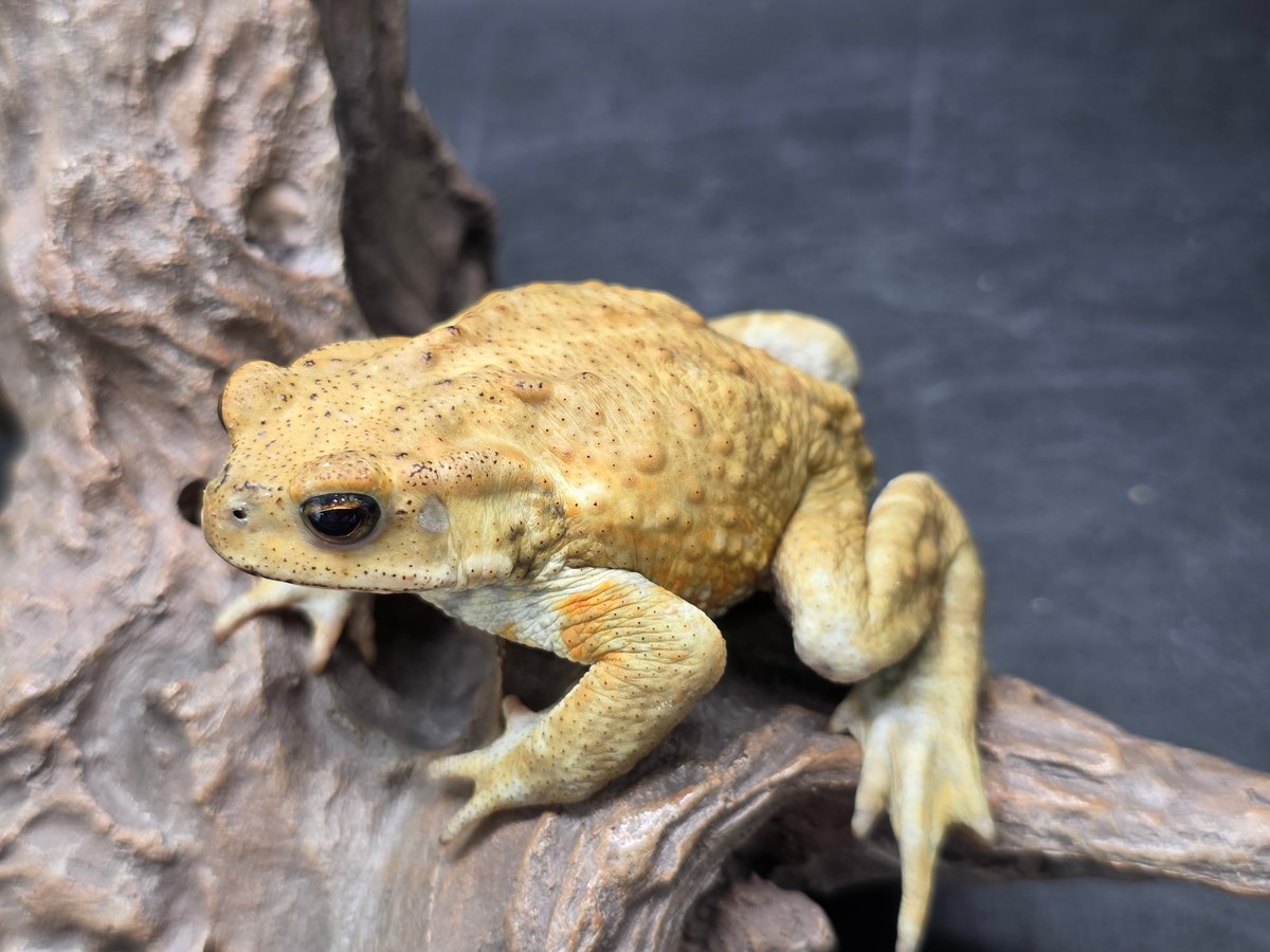 10 ミヤコヒキガエル 7cm オス 大東島産 | ワガママなガマママ