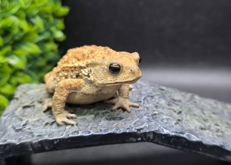 17 ミヤコヒキガエル 7cm メス 大東島産 | ワガママなガマママ