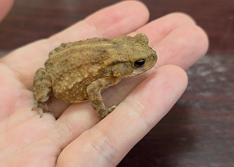 CATEGORY 生体 | ワガママなガマママ