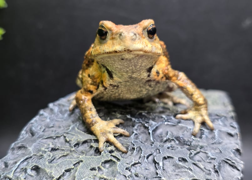 2 ミヤコヒキガエル 7cm 遠慮がち演出のメス 大東島産 | ワガママな