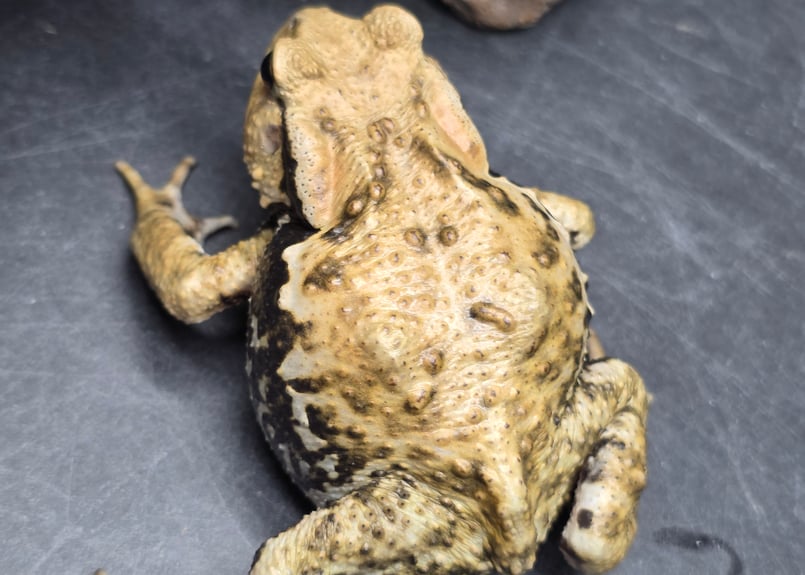 ○#5 アズマヒキガエル 7cm メス？ | ワガママなガマママ