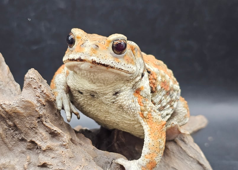 2 ミヤコヒキガエル 8.5cm ☆赤目にみえるメス 大東島産 | ワガママなガマママ