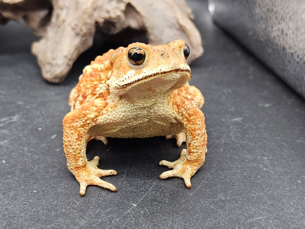 1 ミヤコヒキガエル 7.5cm メス 大東島産 | ワガママなガマママ