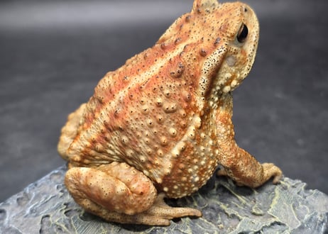 ワガママなガマママ