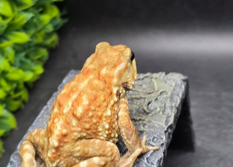 17 ミヤコヒキガエル 7cm メス 大東島産 | ワガママなガマママ