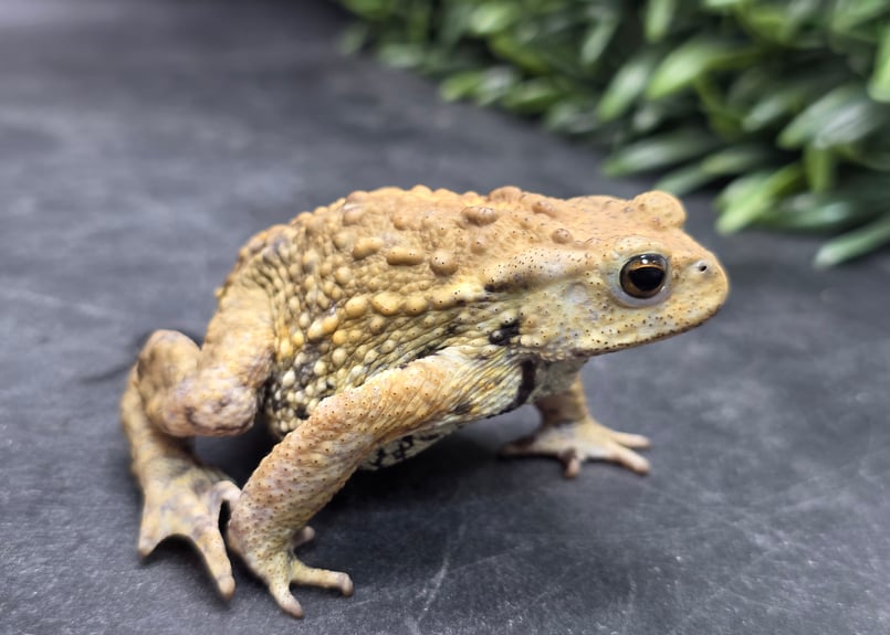 16 ミヤコヒキガエル 7cm オス 大東島産 | ワガママなガマママ
