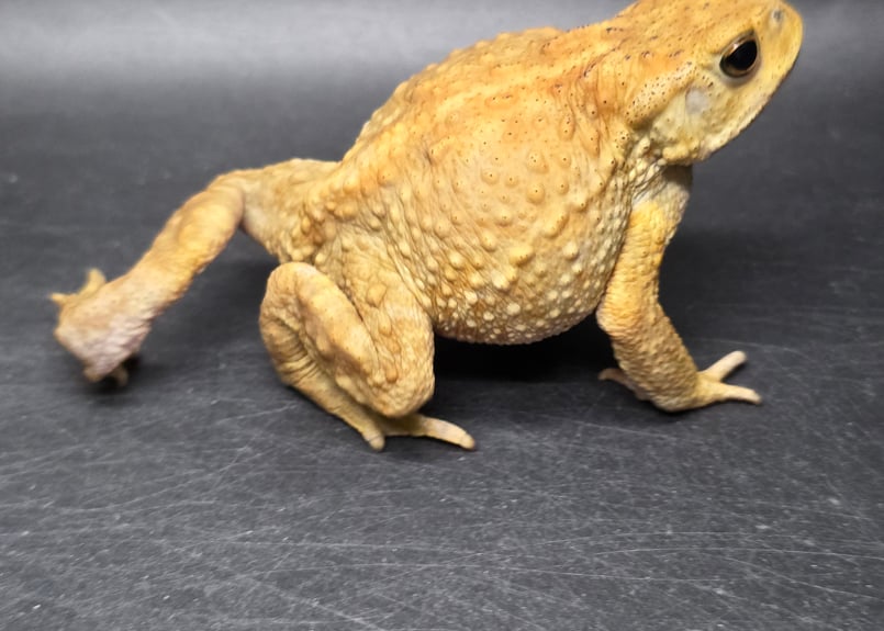 16 ミヤコヒキガエル 7cm ぽってりボディのオス 大東島産 | ワガママな
