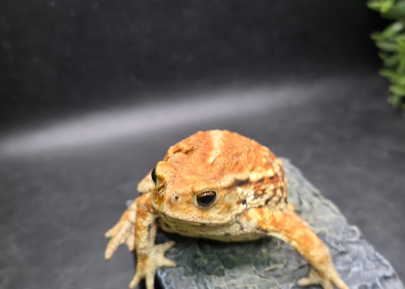 3 ミヤコヒキガエル 8cm メス 大東島産 | ワガママなガマママ