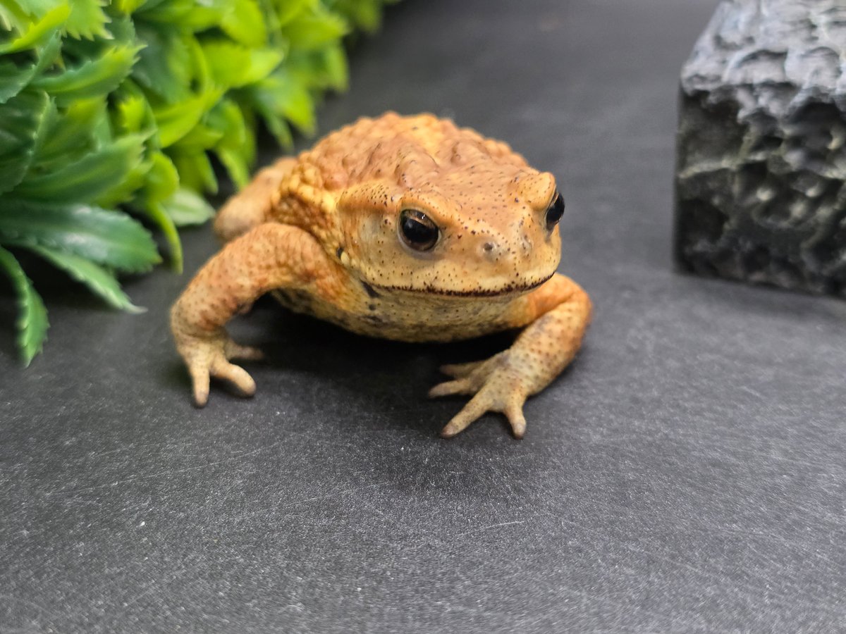 2 ミヤコヒキガエル 6.5cm オス 大東島産 | ワガママなガマママ