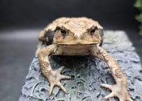 ●#1 アズマヒキガエル　8cm　メス