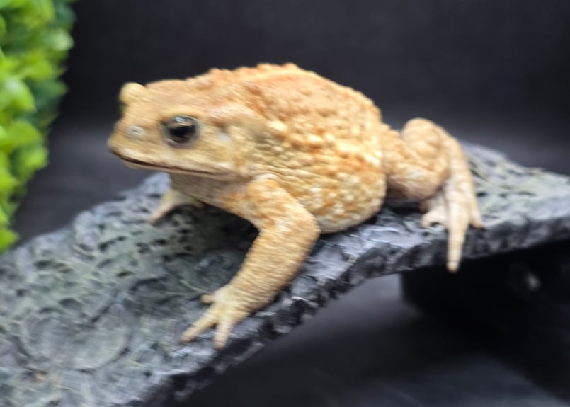 20 ミヤコヒキガエル 7.5cm オス 大東島産 | ワガママなガマママ