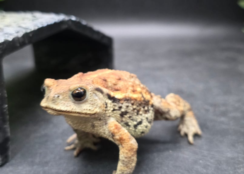 8 ミヤコヒキガエル 7cm メス 大東島産 | ワガママなガマママ