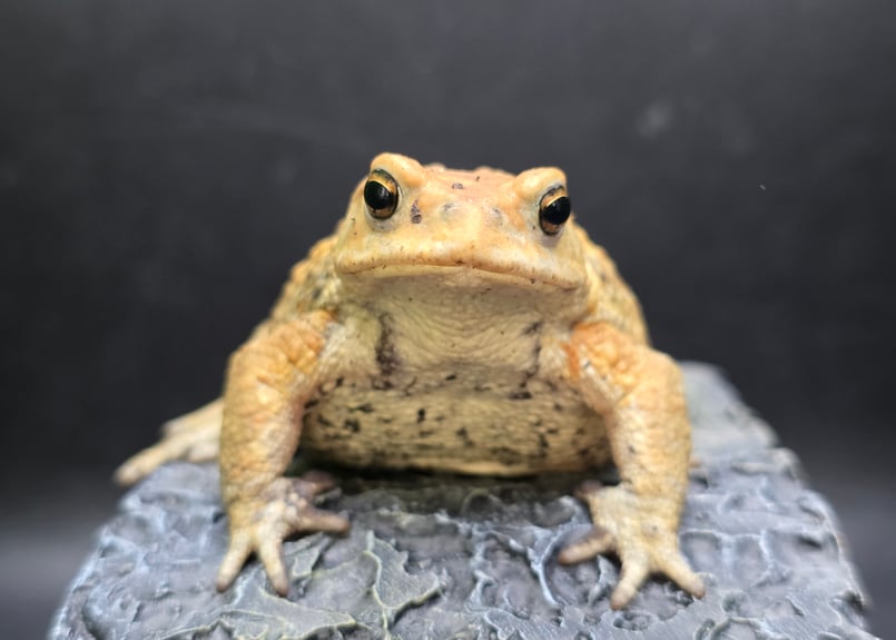 8 ミヤコヒキガエル 7cm 地味に見えるけど明るい性格のオス 大東島産