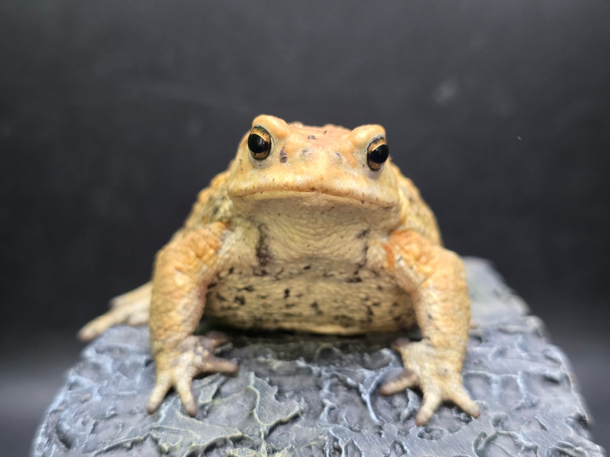 8 ミヤコヒキガエル 7cm 地味に見えるけど明るい性格のオス 大東島産