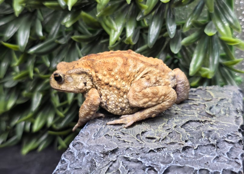 17 ミヤコヒキガエル 7cm メス 大東島産 | ワガママなガマママ
