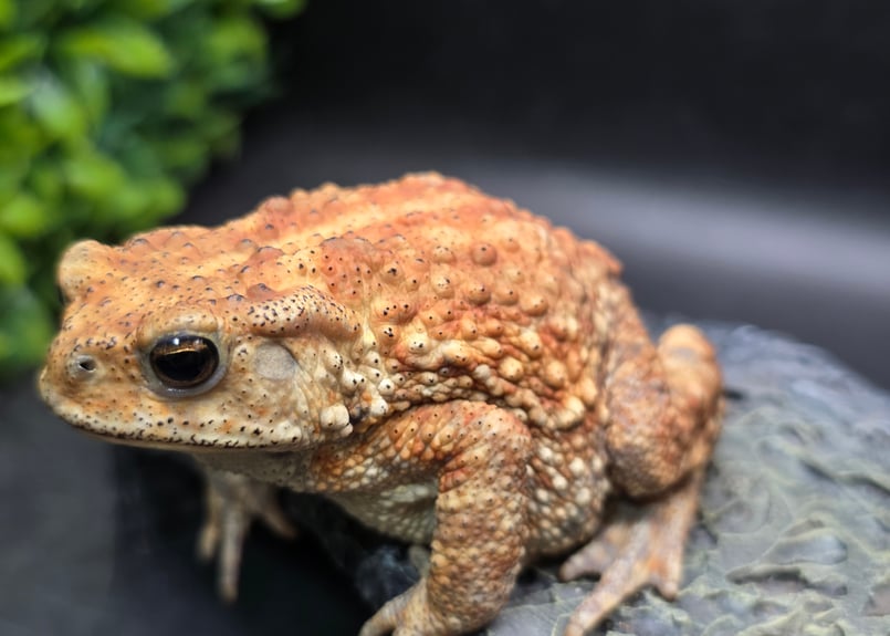 ミヤコヒキガエル　１０匹 10 ミヤコヒキガエル 8cm メス 大東島産 | ワガママなガマママ