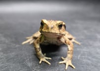●#4　 アズマヒキガエル　5cm