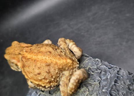 #4　ミヤコヒキガエル　8cm　メス　大東島産