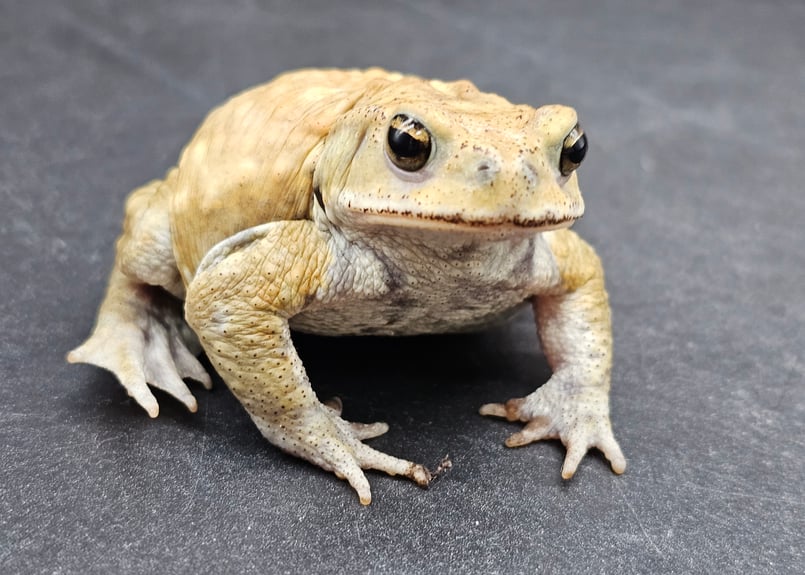 11 ミヤコヒキガエル 6.5cm オス 大東島産 | ワガママなガマママ