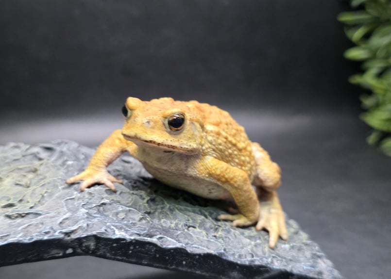 16 ミヤコヒキガエル 7cm ぽってりボディのオス 大東島産 | ワガママな