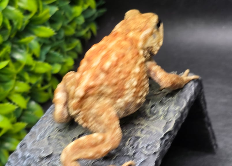 17 ミヤコヒキガエル 7cm メス 大東島産 | ワガママなガマママ