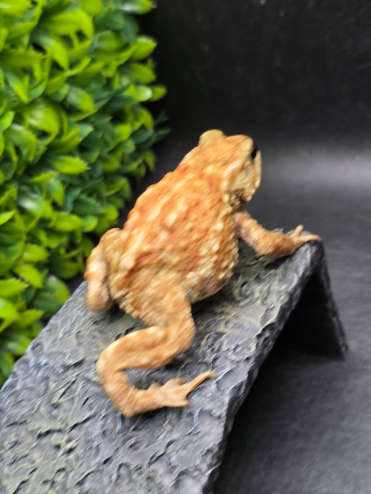 17 ミヤコヒキガエル 7cm メス 大東島産 | ワガママなガマママ