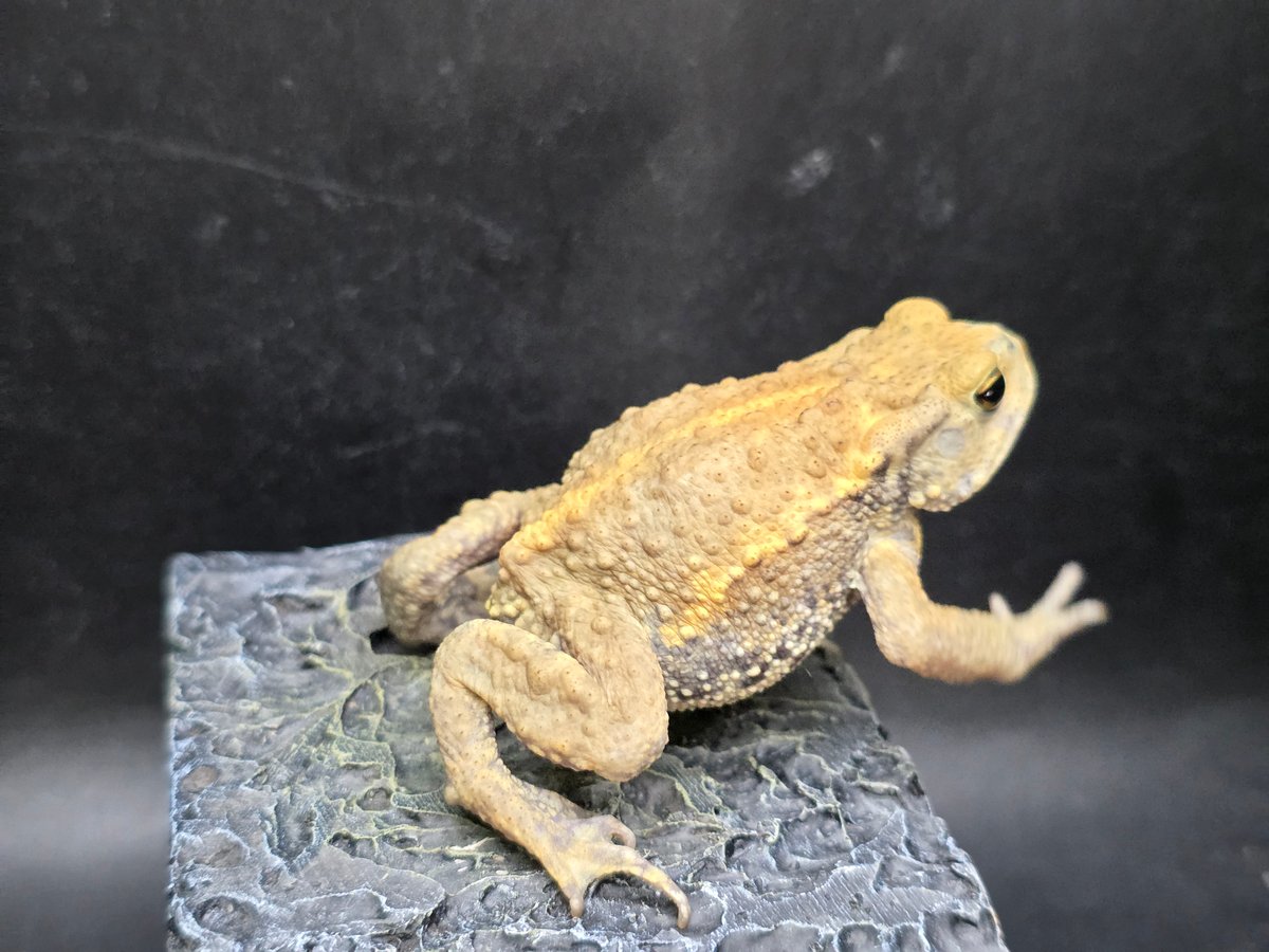 17 ミヤコヒキガエル 6cm 大東島産 | ワガママなガマママ