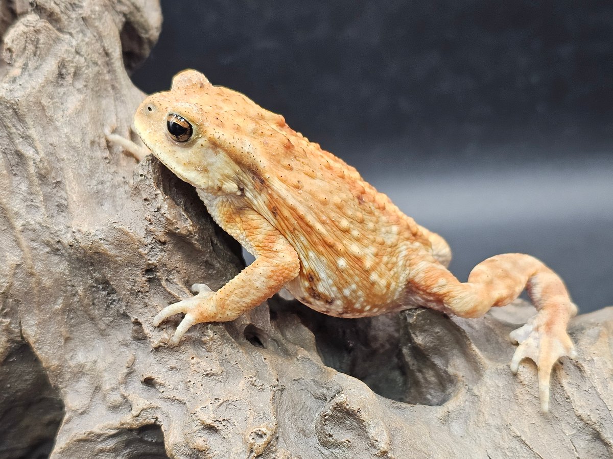 11 ミヤコヒキガエル 6cm 大東島産 | ワガママなガマママ