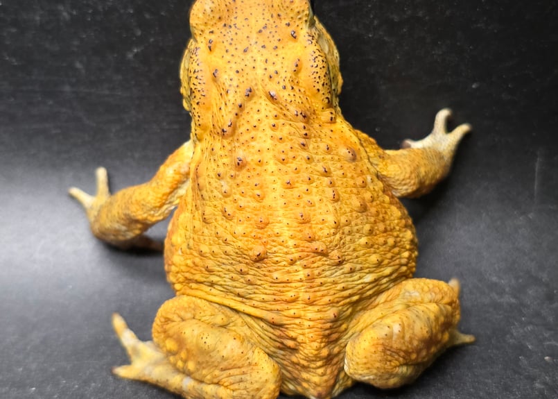10 ミヤコヒキガエル 7cm 目がキレイなオス 大東島産 | ワガママなガマママ