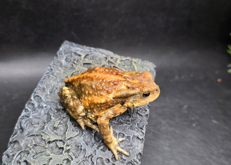 2 ミヤコヒキガエル 7cm 遠慮がち演出のメス 大東島産 | ワガママな