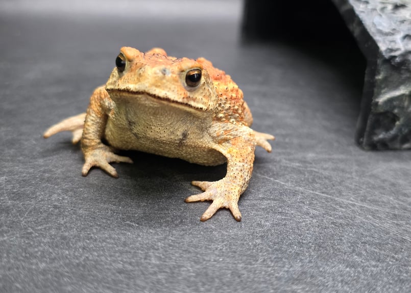 17 ミヤコヒキガエル 6.5cm メス 大東島産 | ワガママなガマママ